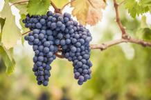 images/categorieimages/Pinot noir grape.jpg